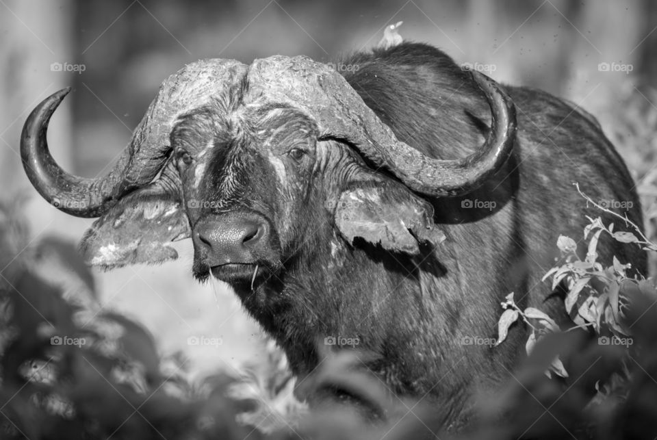 African Buffalo - Syncerus Caffer