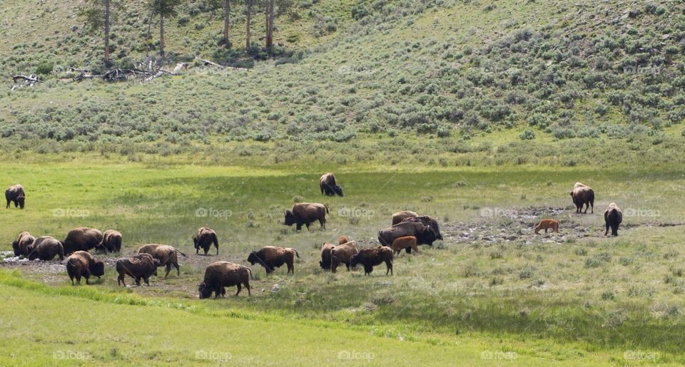 Buffalo herd at Yellowstone National Monument. 