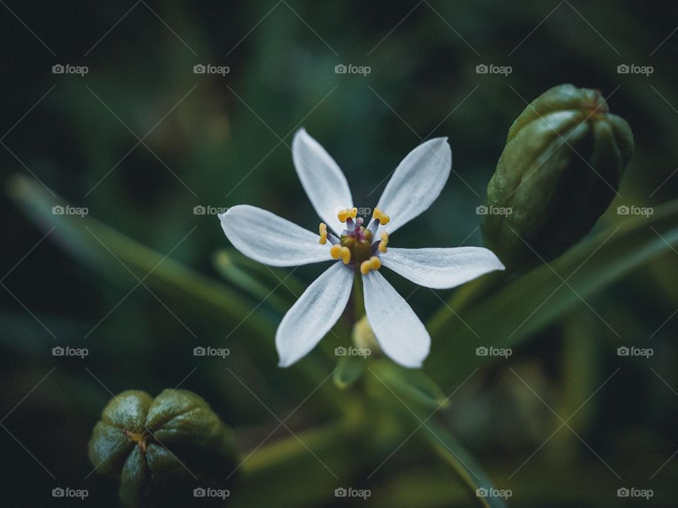 close up of a single small white flower on the forest
