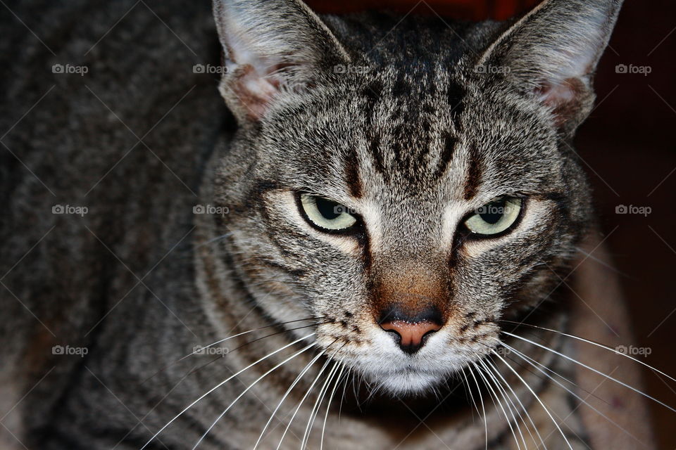 unhappy tabby kitty cat