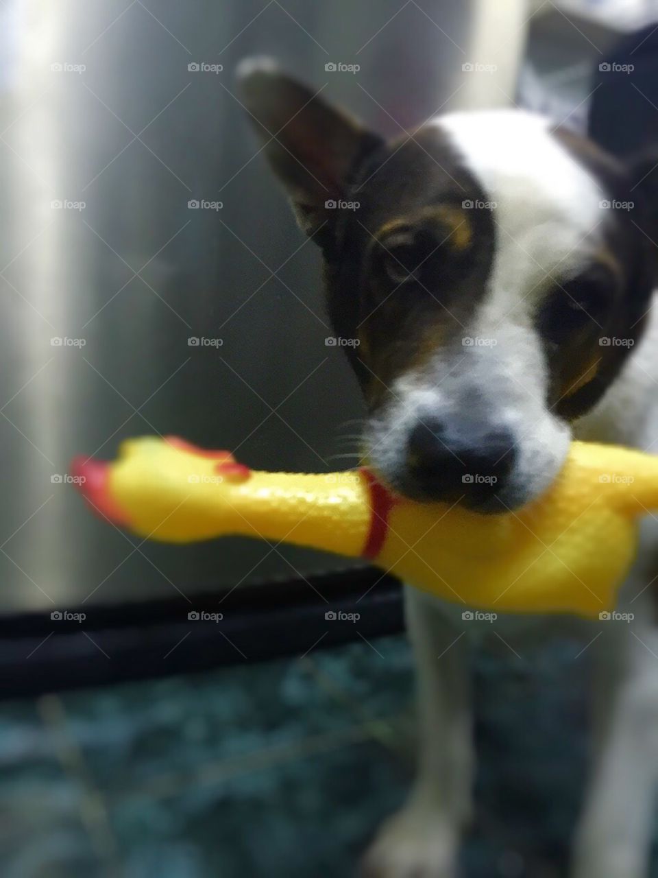 My dog's toy. This is the most favorite toy of him ^^