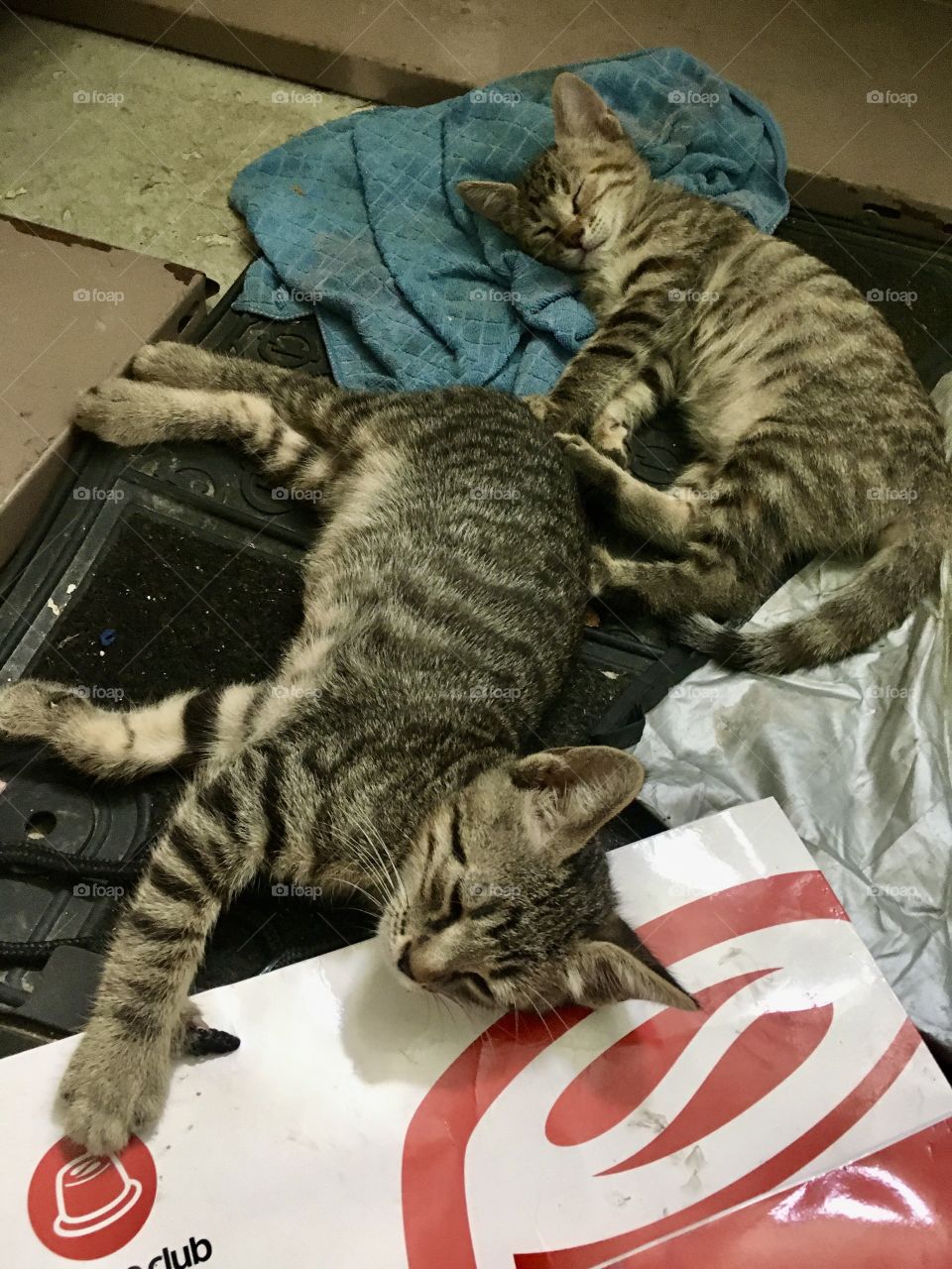 Puppies cats fall asleep