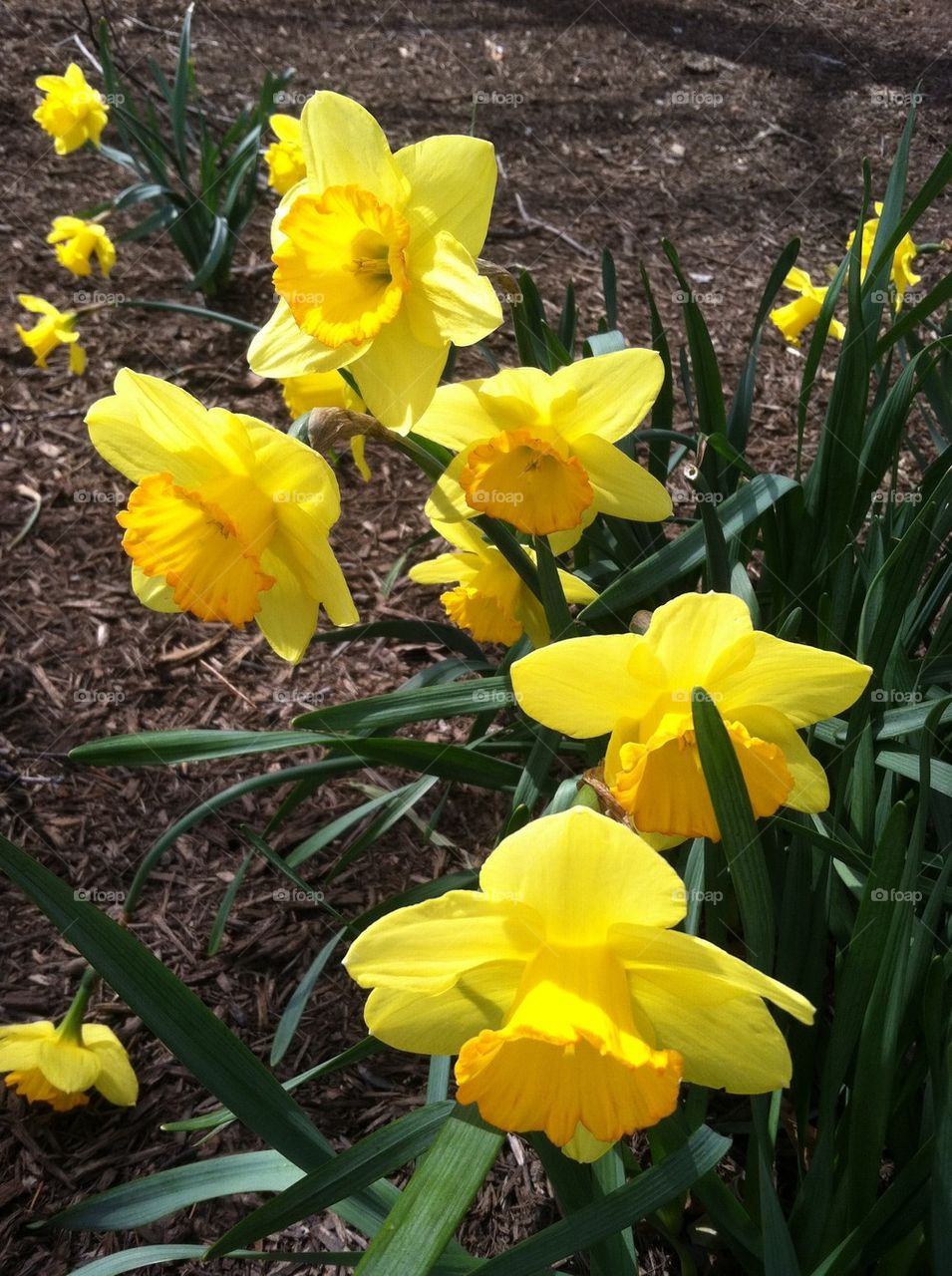 Yellow Daffodils