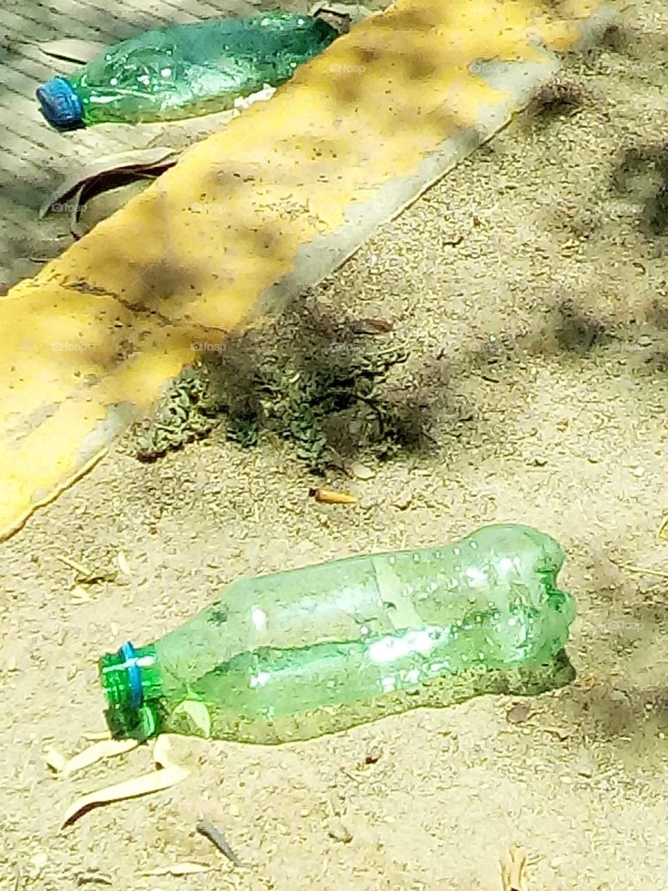 la casa de algunos insectos,