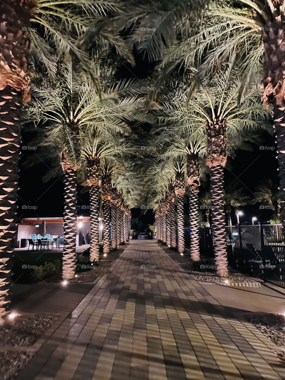 Night time palm trees. 