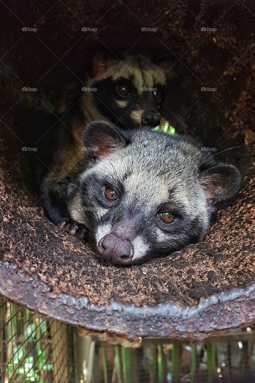 Civet in Bali