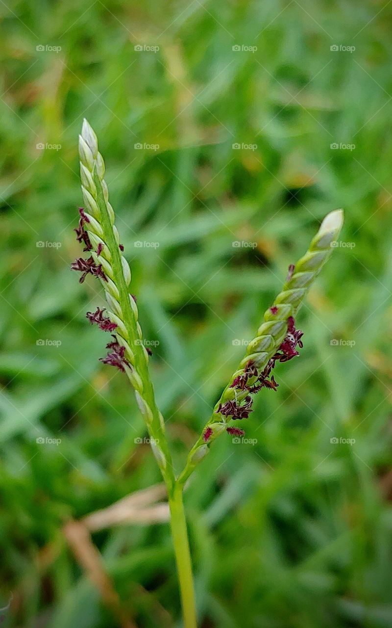 grass flowers captured