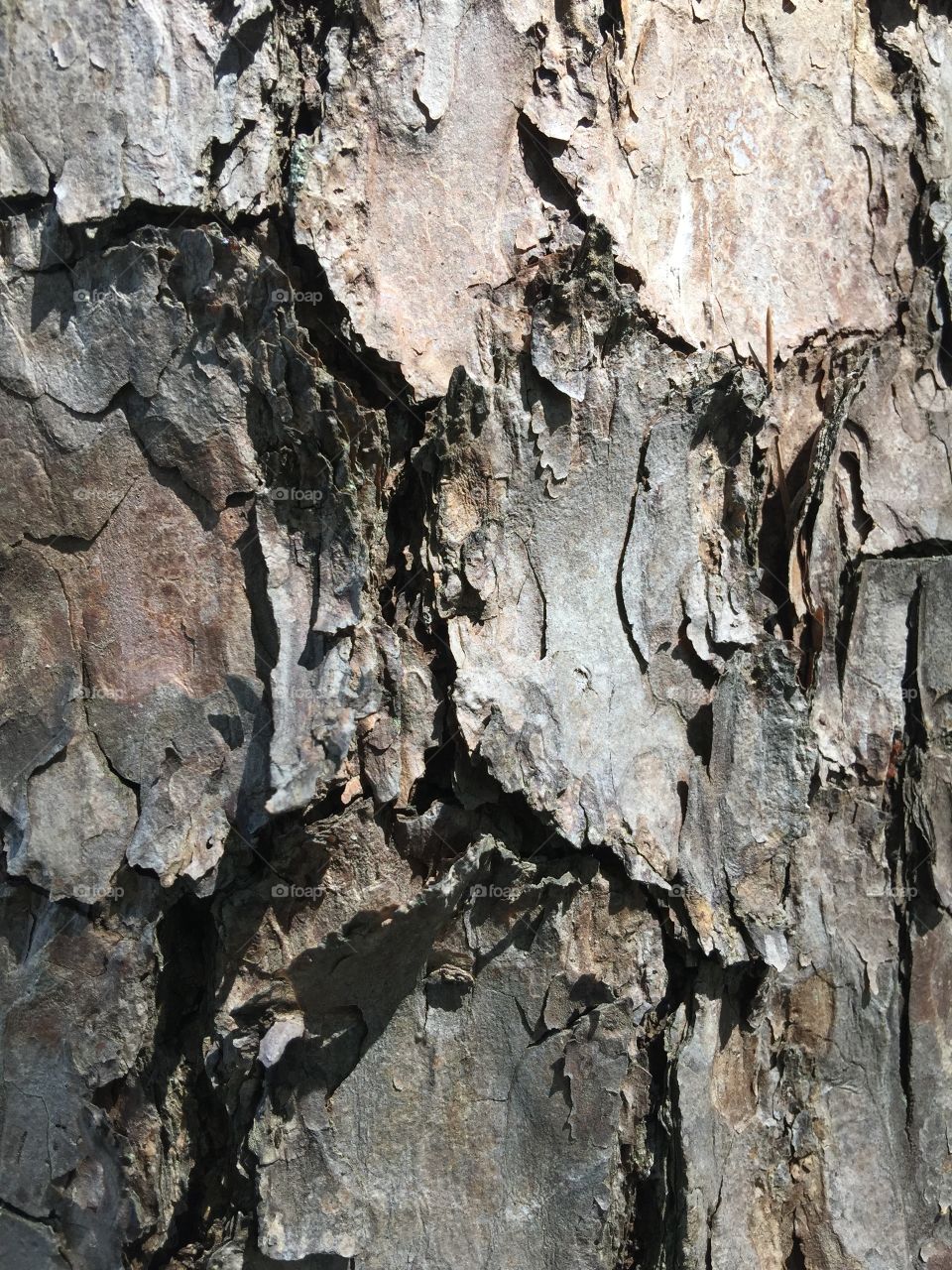 Pine bark