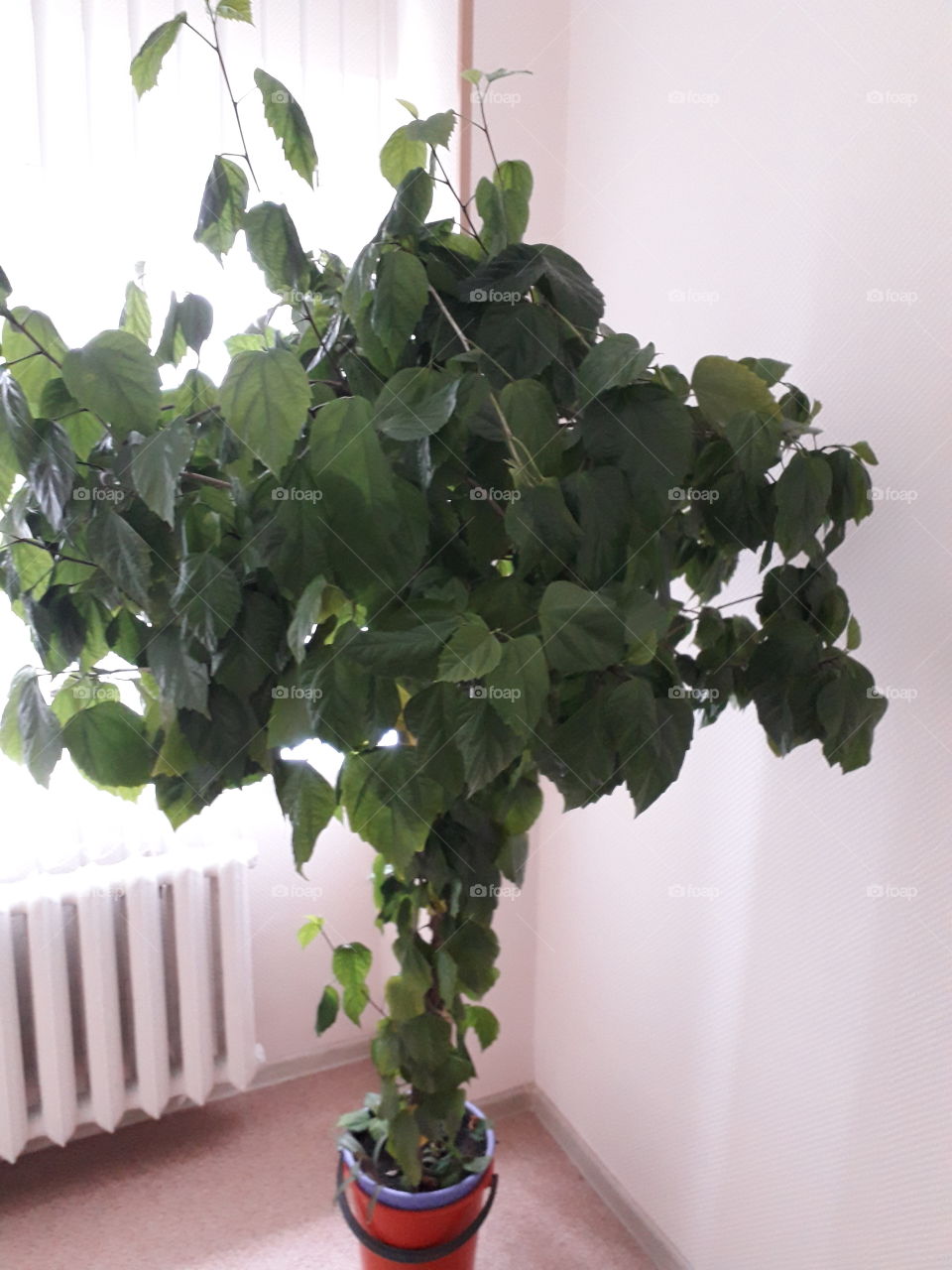Leaf, Growth, Flora, Houseplant, Pot