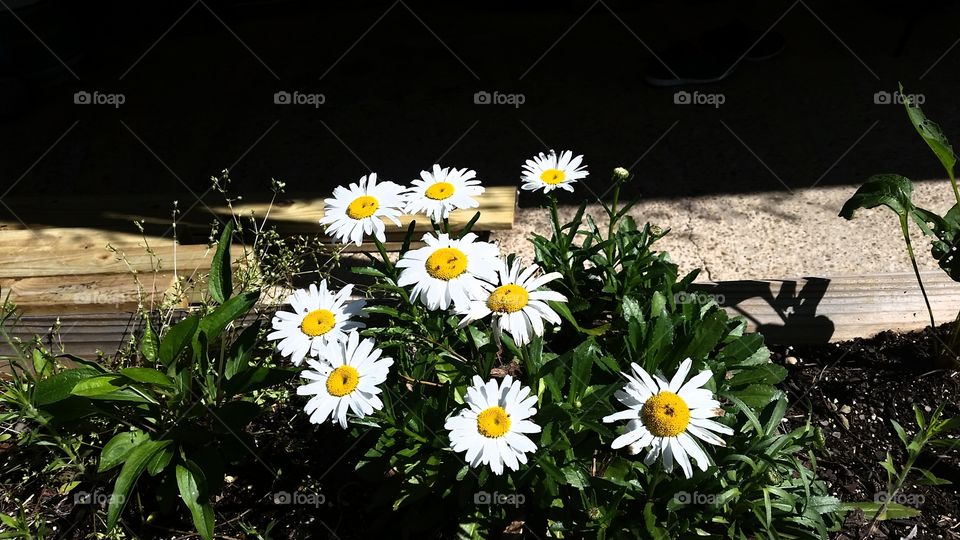 Daisy's