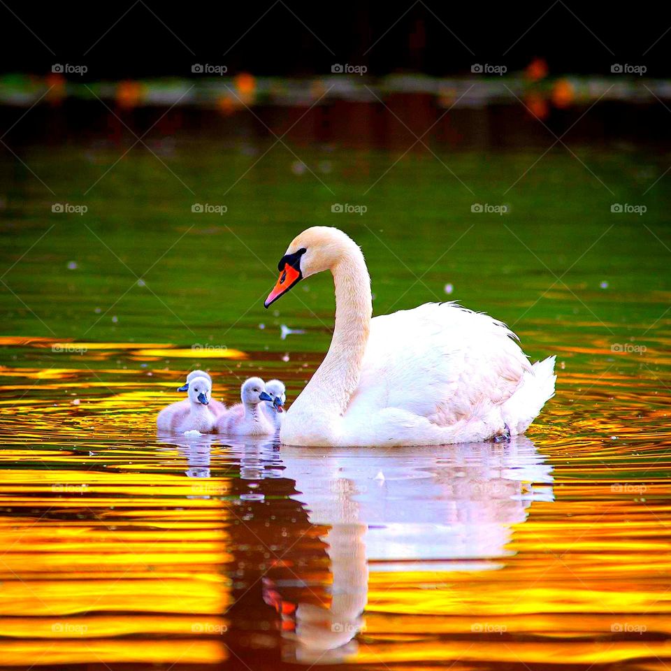 Contrast of colors in nature:red, green and orange.The green color of the foliage and the orange color of the sunset are reflected on the water.A white swan and chicks swim on the border of the colors.The red beak of the swan on the green background