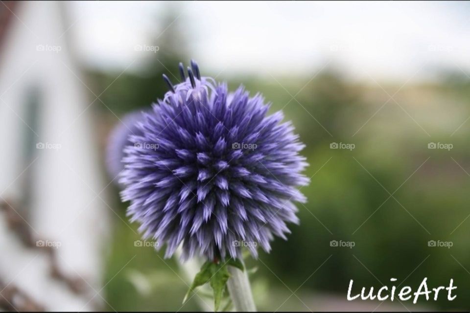 purple flower