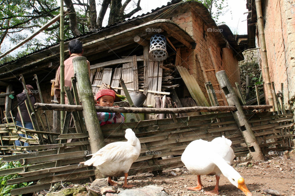 china chinese village geese by mengzishiliu