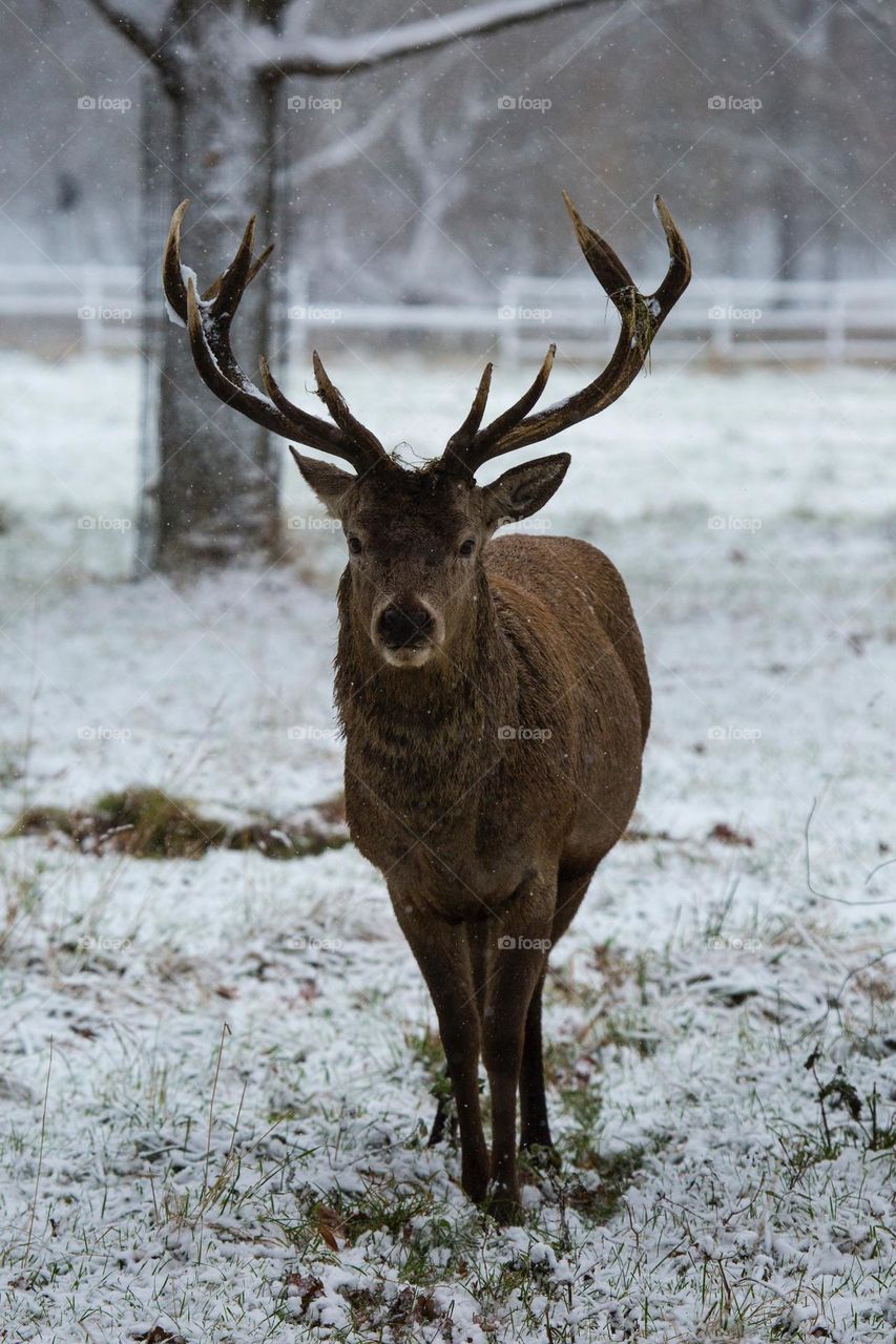 Beautiful brown colour deer in the snow