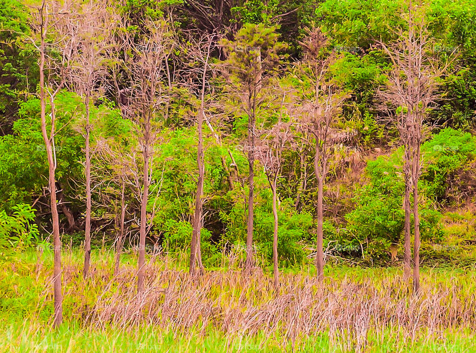 Pile of trees aligned each other.