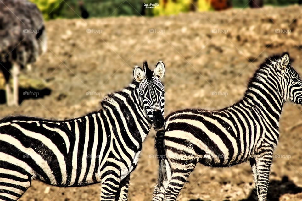 The Zebras