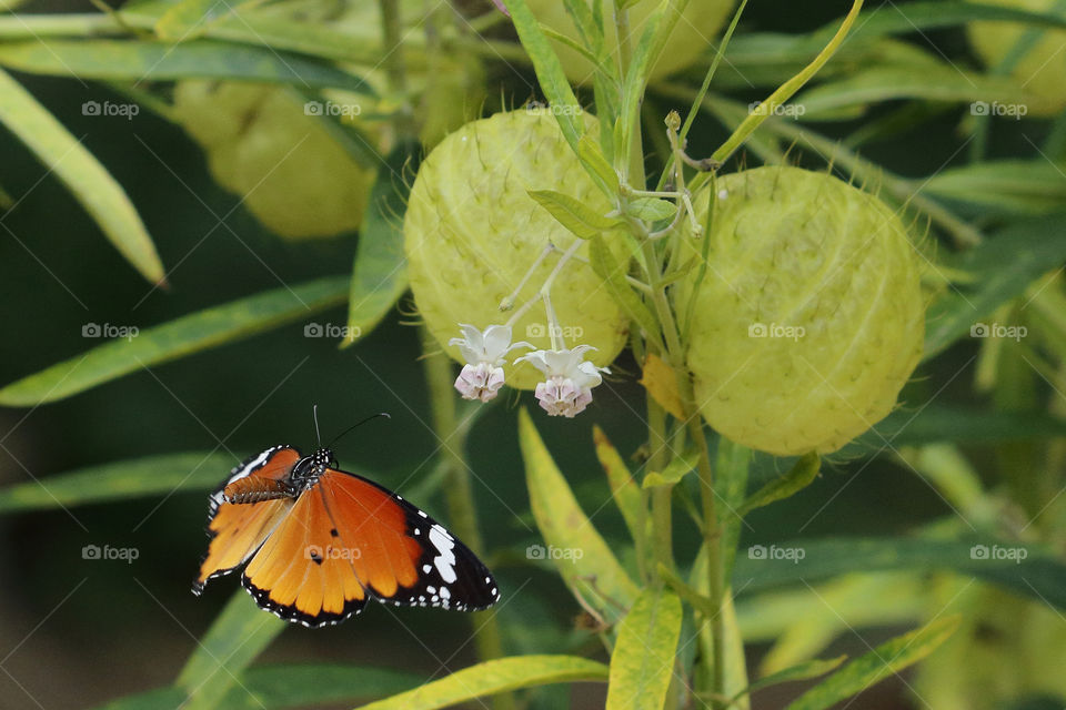 African Monarch flying around a Milkweed flower