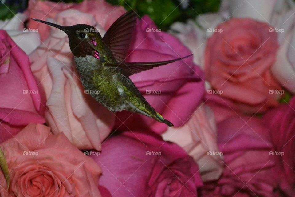 hummingbird close up
