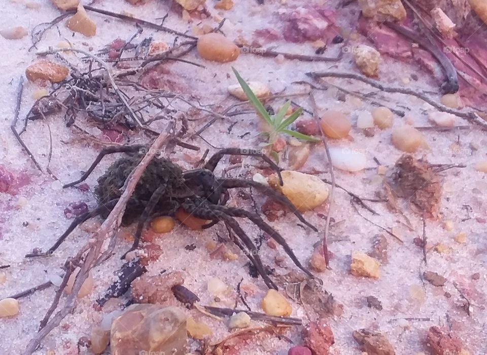 Wolf spider and her babies