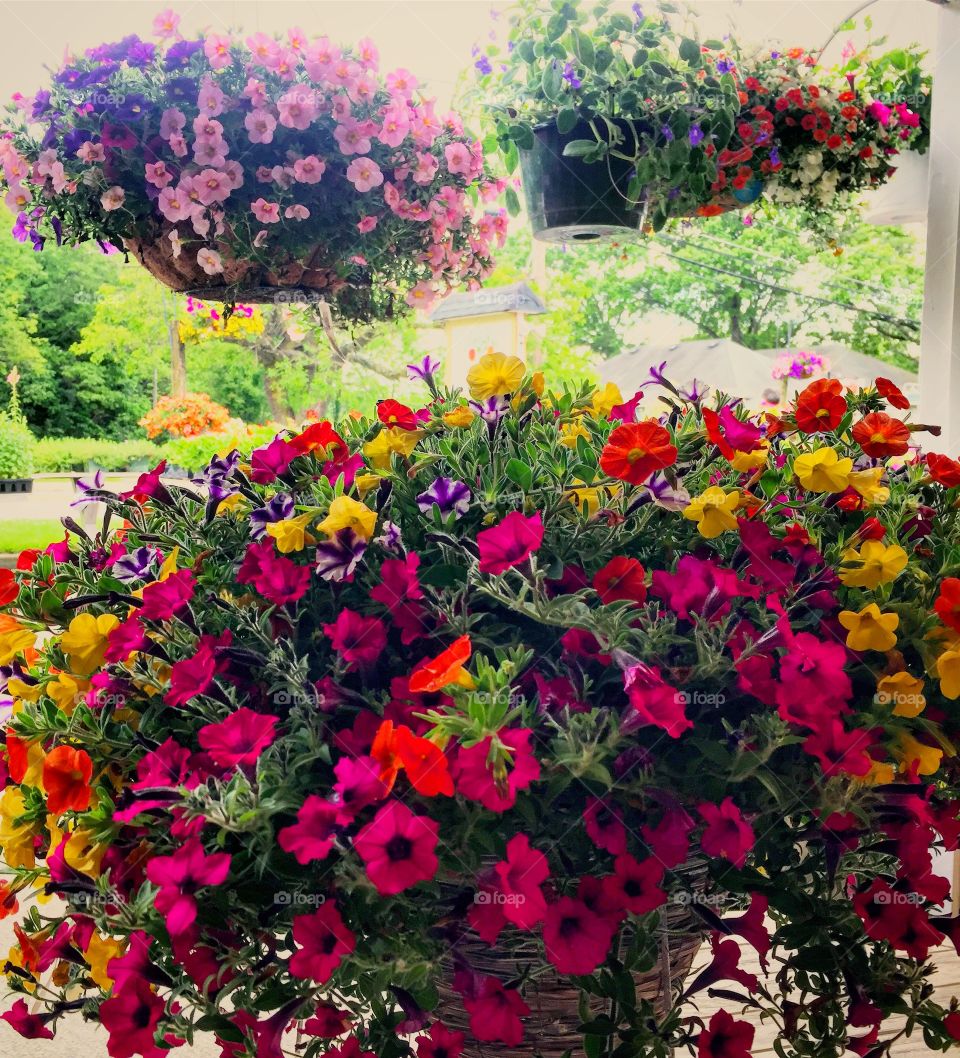 Farm flowers