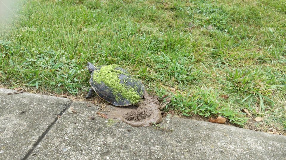 red eared slider laying eggs