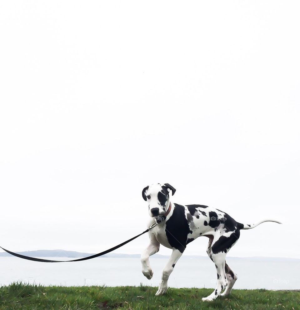 Great Dane puppy