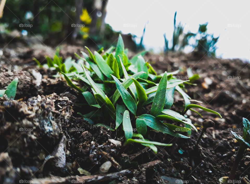 Thank you mother nature for the beautiful season of spring! celebrating spring time on Earth day is really special...Happy Earth day to all.