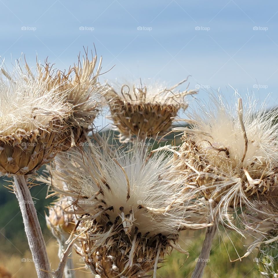 Bloomed thistles