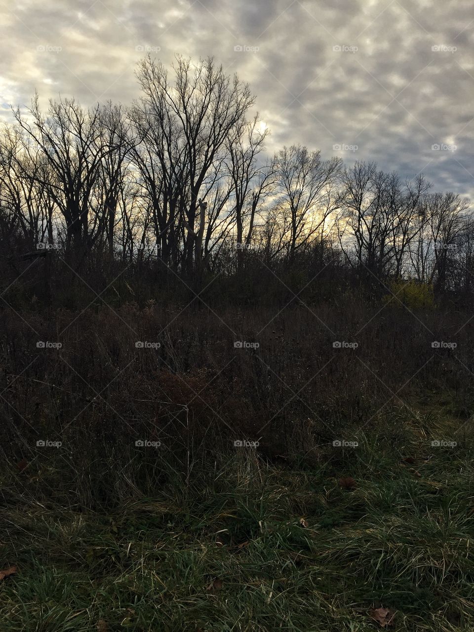 Winter in the forest