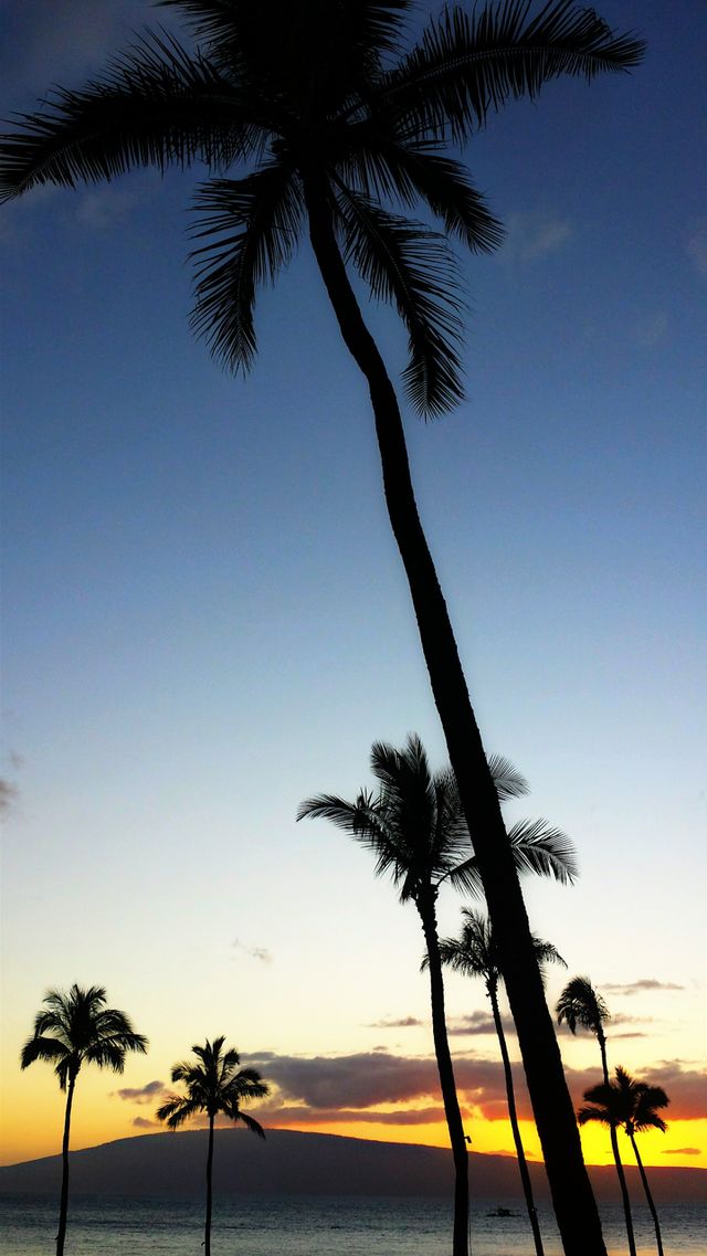 Silhouette of palm trees at sunset