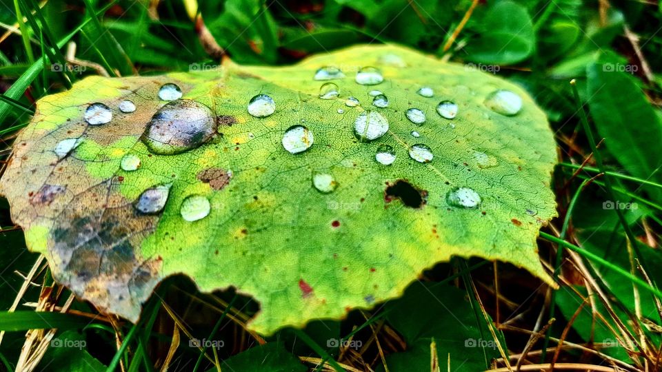 rainwater droplets