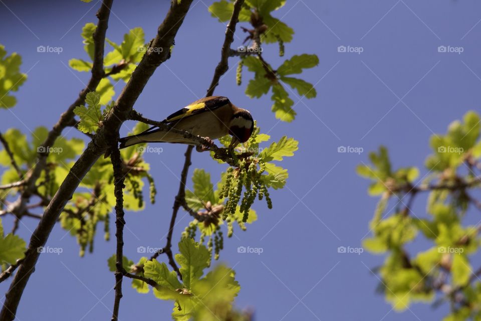 Goldfinch