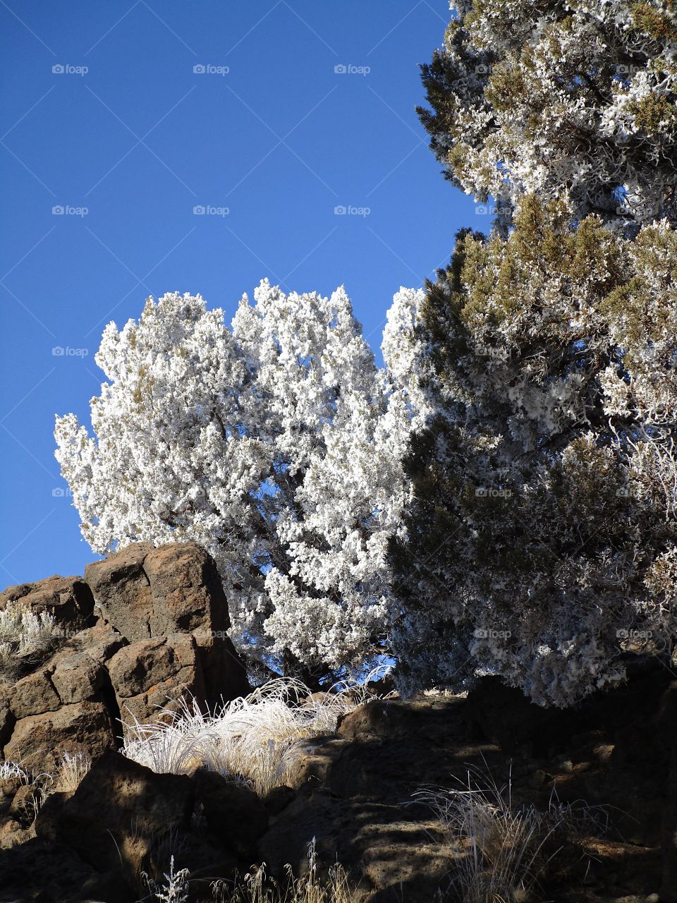 A magnificent frost covers juniper trees in Central Oregon on a beautiful sunny winter day. 