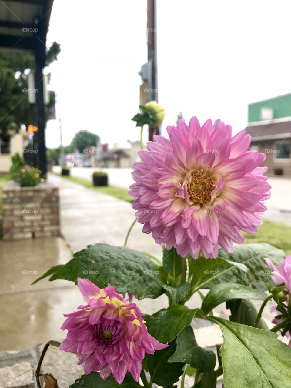 Pink and yellow flower caught outside in a thunder storm. 