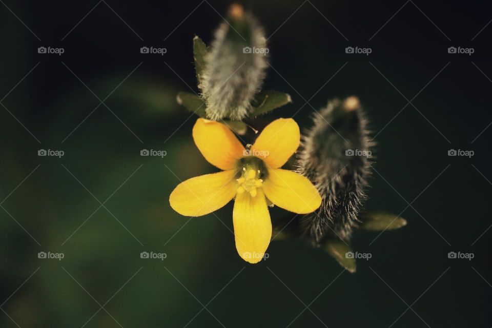 yellow flower