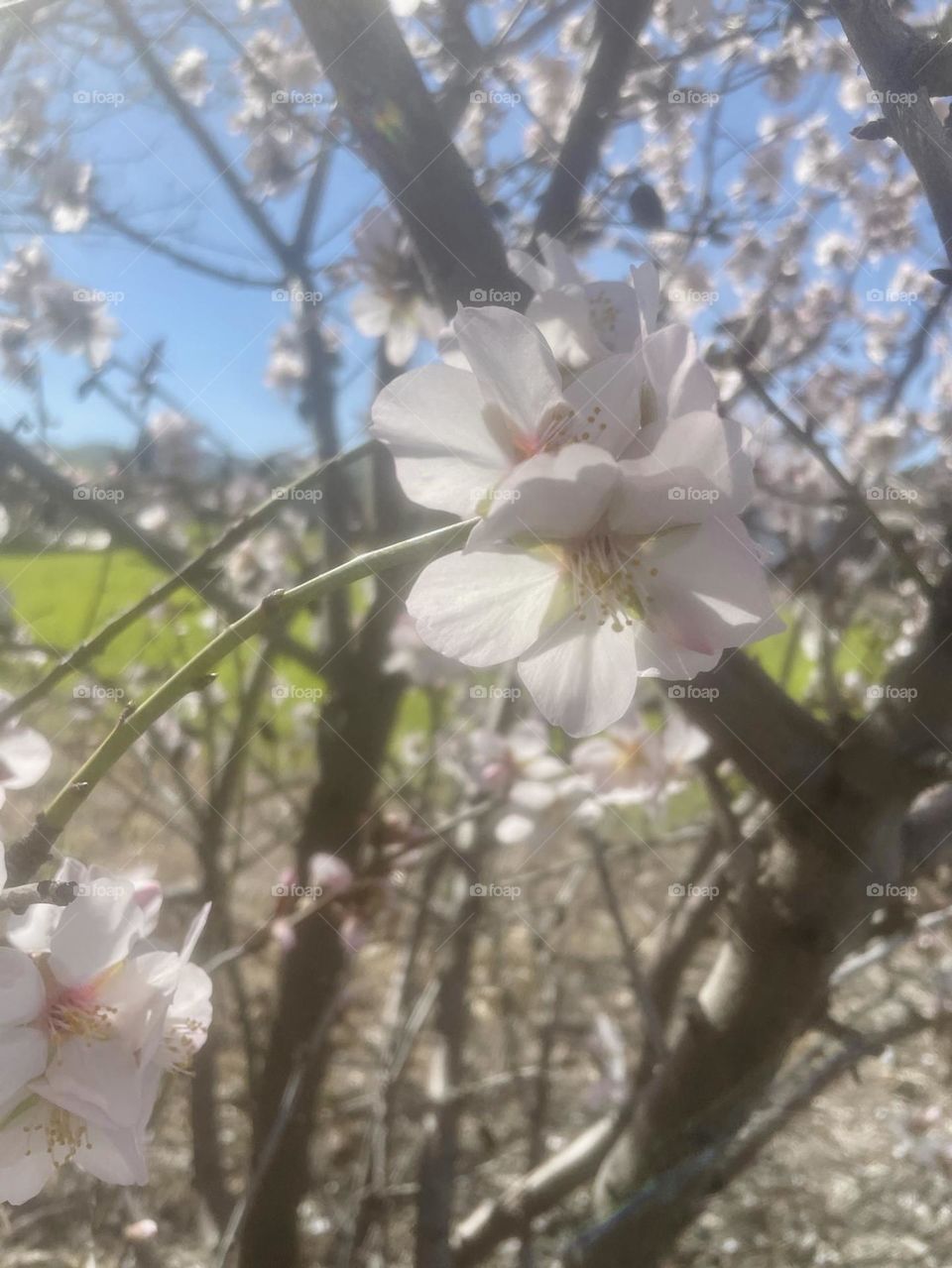 A gorgeous photograph of  flowers blossoming 