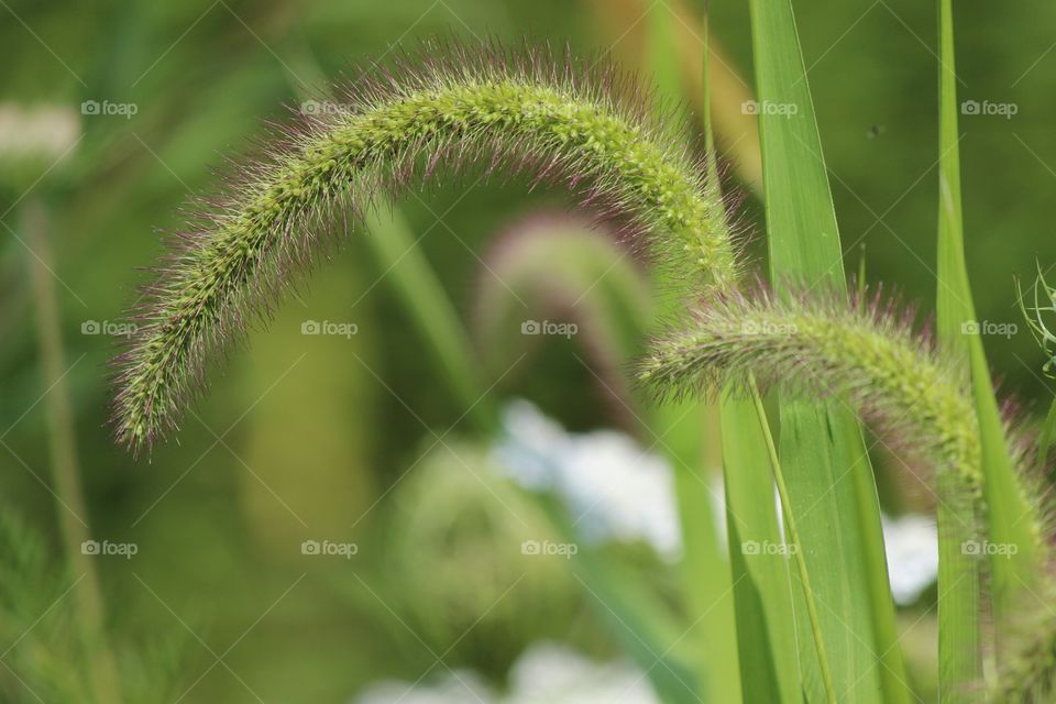 Grass seeds