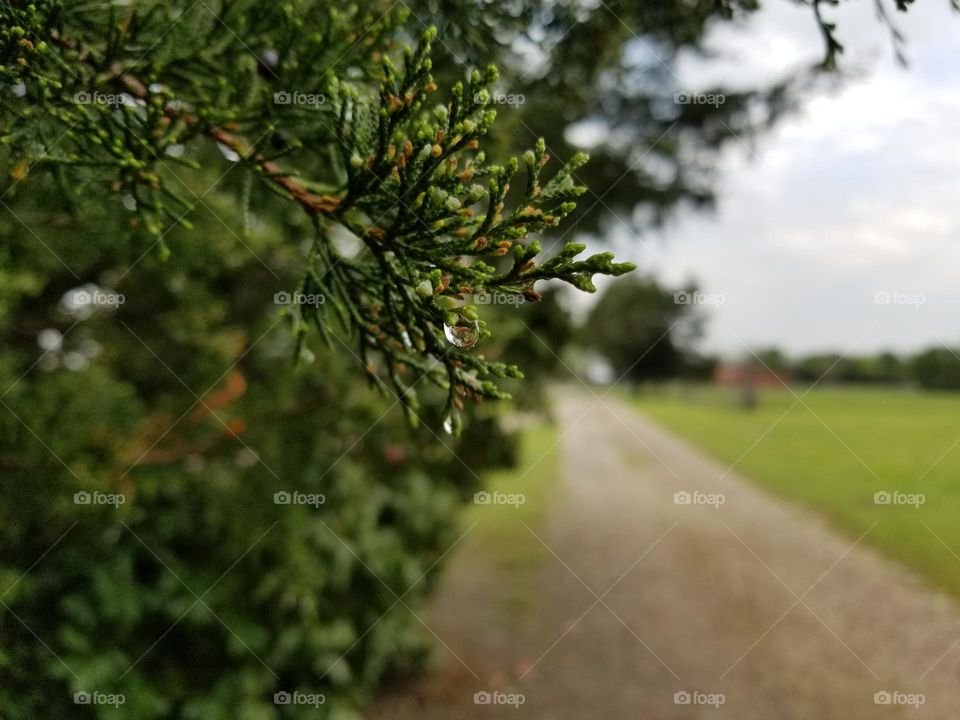 Droplets of Rain on a Juniper by a Country Road