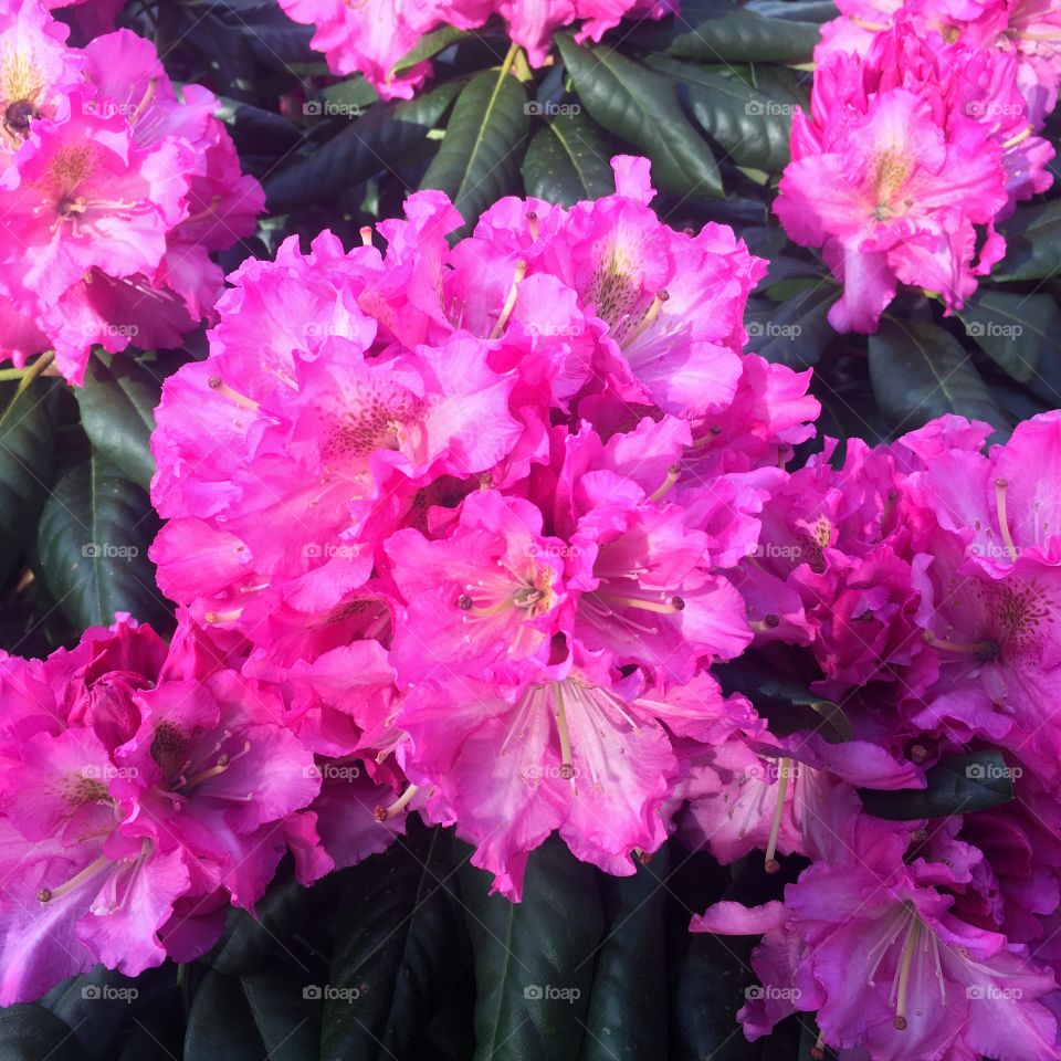 Pink Rhododendrons 