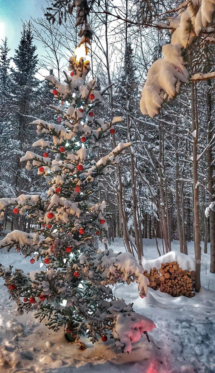 Snow covered Christmas tree.