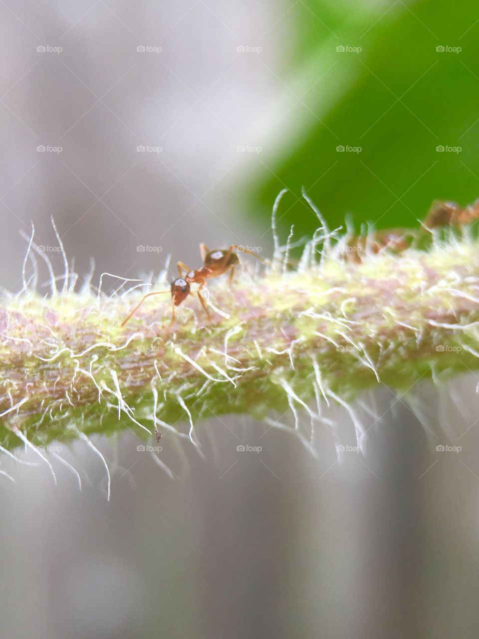 Ants working on food