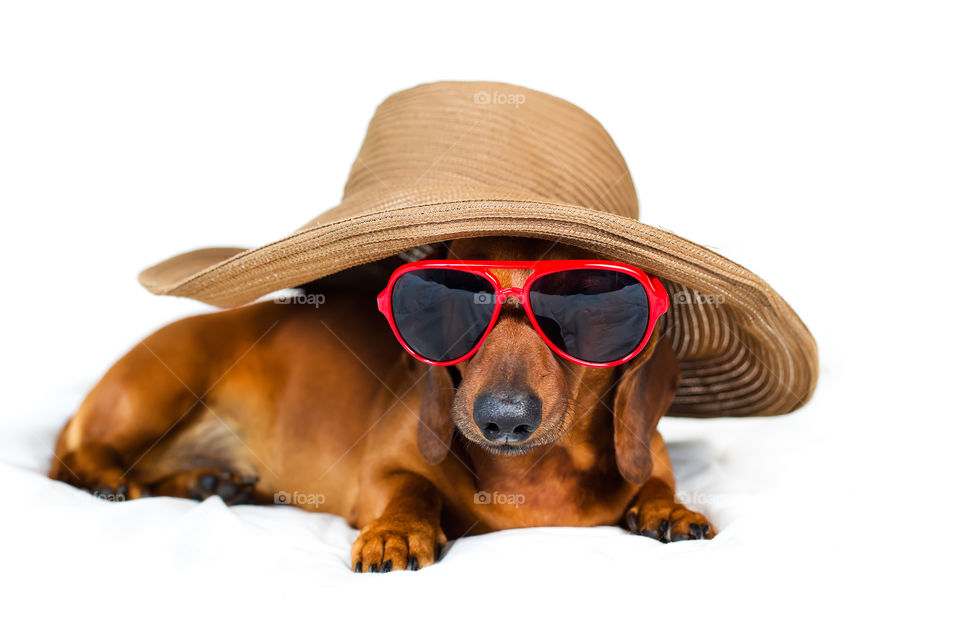 Portrait, Dog, Cute, Pet, Studio