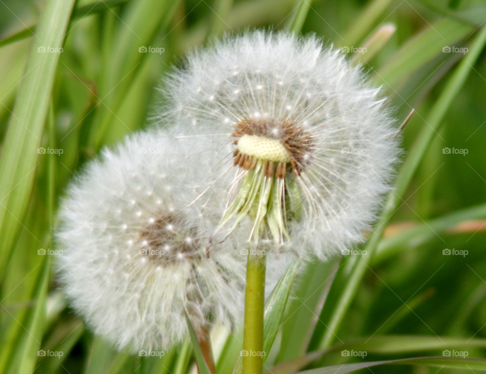 Löwenzahn auf der Wiese
