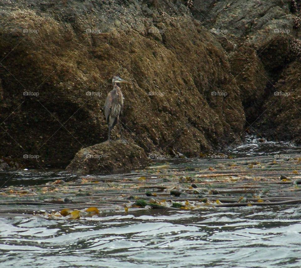 blue herron. blue herron