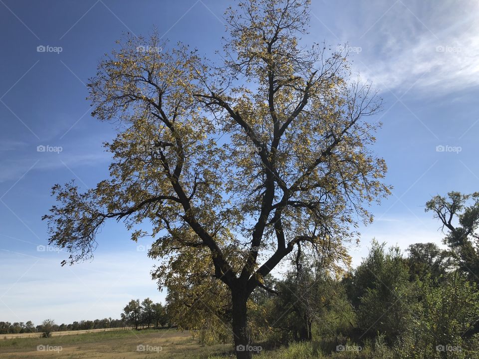 Lovely tree in rural area