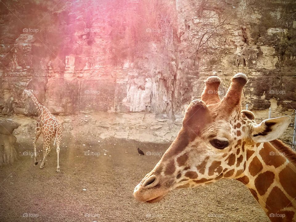 Sun set solar flares shine down on giraffes