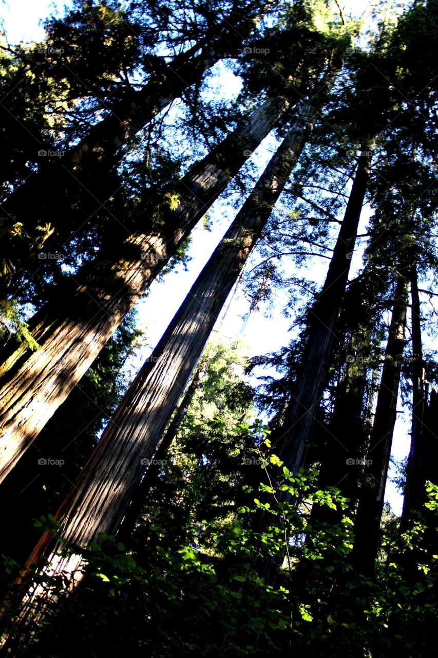 Reach for the sky; Sequoia, Jedidiah Smith Redwoods State Park, California