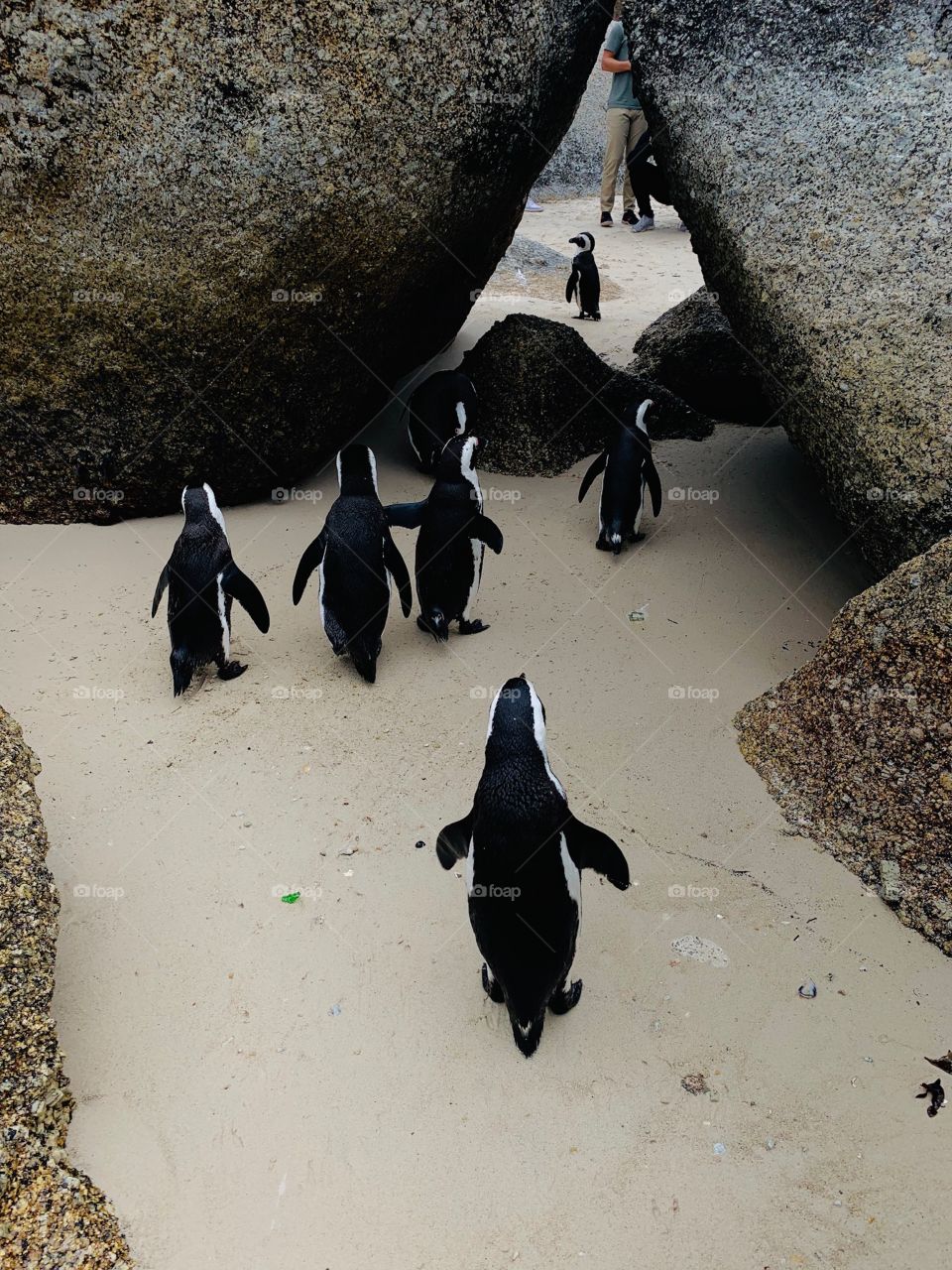 Penguins on Boulders Beach, Cape Town. Happy Feet 😊