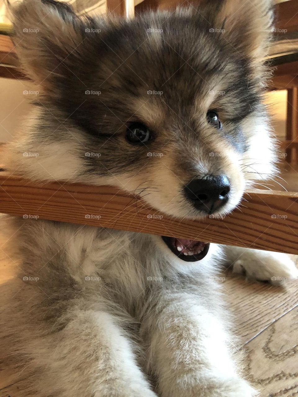 Portrait of a young Finnish Lapphund puppy 