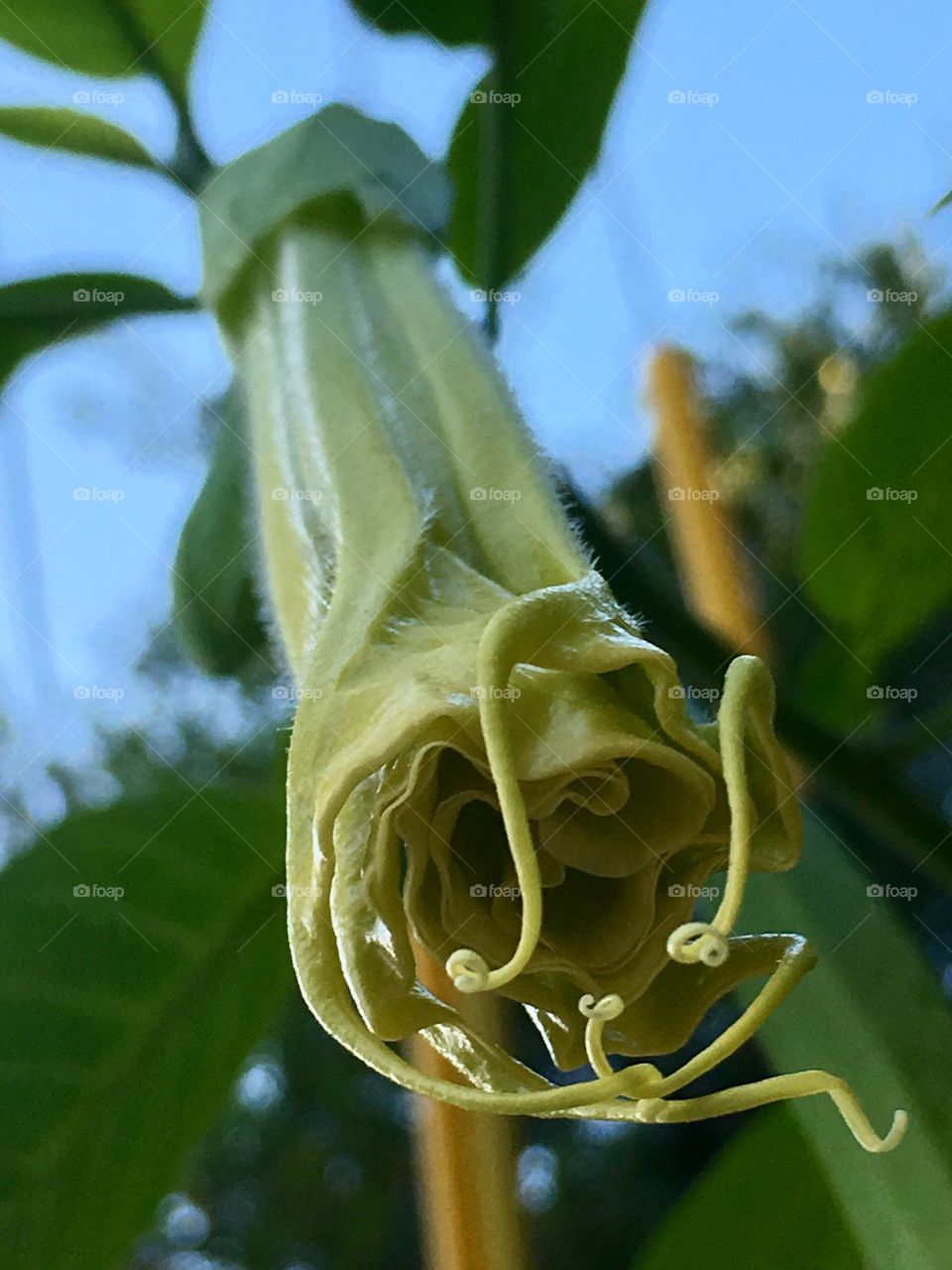 Trumpet flower budding